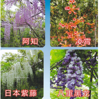 日本紫藤（欧美系列）美国凌霄 宿迁通洲园林绿化工程有限公司