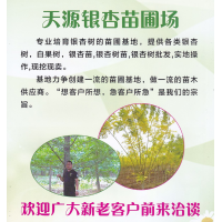 银杏树，白果树，银杏苗，银杏树 天源银杏苗圃场 邳州苗木