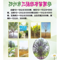 邳州市三通银杏苗圃场 供应白蜡10-18公分 白蜡 老白蜡