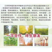 1-60公分银杏实生树 邳州超艺苗木种植专业合作社