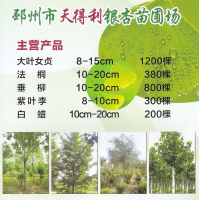 大叶女贞 8-15公分大叶女贞 邳州市天得利银杏苗圃场