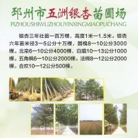 银杏 银杏行道树 银杏盆景 银杏苗 邳州市五洲银杏苗圃场