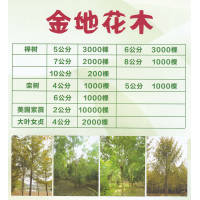 新河镇金地花木销售榉树、栾树、美国紫薇、大叶女贞