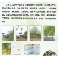 白蜡 白蜡行道树 精品白蜡 邳州天工苗木种植专业合作社