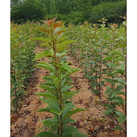 晚樱苗 -红粉佳人-染井吉野樱花基地-青岛润华樱花基地