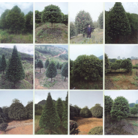 无患子 园林苗木 1-8公分无患子价格 九江浩顺园林绿化