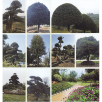 桂花 -罗汉松-香樟-浏阳华鑫园艺中心