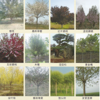 晚樱-高杆早樱-樱花树-泰安苗木-山东樱花价格表-樱花基地