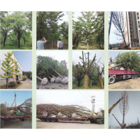 银杏树-金叶银杏-银杏实生树-邳州市众合银杏苗圃场