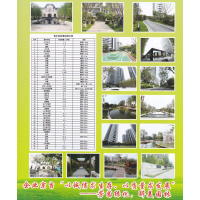 批发大叶女贞 批发高杆女贞 大叶女贞小苗 女贞树 价格优惠