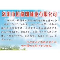 新品种金楸1号、金楸2号、金楸3号当年生苗40万株 洛阳楸树