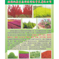 白皮松 园林绿化 白皮松基地 宜阳县北国风光生态园