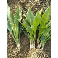 紫玉簪 紫花玉簪行情 紫玉簪价格 东北紫玉簪基地 鑫淼森苗圃