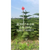 蓝洋杉1.8-2米 中山市胜兴园艺 园林绿化 南方树种