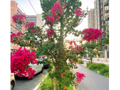 紫薇造景搭档图鉴：这样配植，让“百日红”全年C位不孤单！