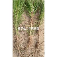 樟子松苗 樟子松二年生裸根苗 荒山绿化苗 彰武绿化造林