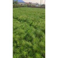 油松苗 油松杯苗 油松一米五以上30×30营养钵苗