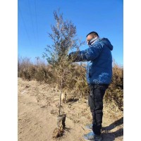 云杉50公分18×18营养杯苗 云杉苗 云杉造林苗