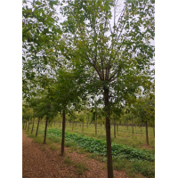 金叶复叶槭7-16公分 嘉祥呈祥苗木专供金叶复叶槭苗 复叶槭