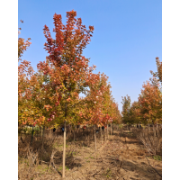 美国红枫秋火焰3-11公分 美国红枫苗 山东嘉祥呈祥红枫