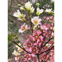 文冠果1-3年小苗和7-10公分大树 嘉祥呈祥苗木基地