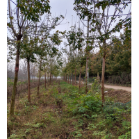 销售金叶复叶槭7-15公分 金叶复叶槭基地 复叶槭 嘉祥呈祥