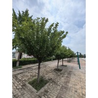 红君苗木 樱花 网红樱花树 早樱 晚樱 浙江樱花基地