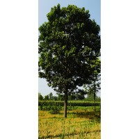 中原楸树基地联盟 专注楸树培育 楸树大树 楸树苗供应 楸树