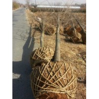 银杏树 银杏价格 银杏行道树 园林绿化银杏树 公园景观