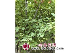 西府海棠 印第安魔力海棠 北美海棠 6 8 10 12 15cm 大行距种植 形态美观图1