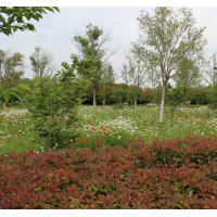 红叶小檗 红叶小檗苗批发出售四季红绿篱树种街道庭院绿化工程色块苗