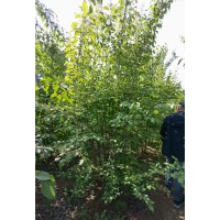红瑞木 本地农户种植 丛生红瑞木 枝条多 长势粗壮 根系发达 移栽苗