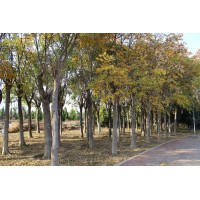 栾树 春季发芽较晚 秋季落叶早 耐寒易成活