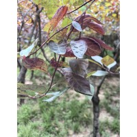 红叶李 园林绿化10公分红叶李 低分枝紫叶李绿化苗木基地