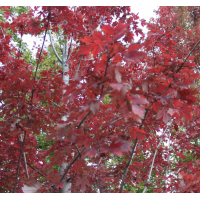 枫叶树 红枫嫁接技术指导 羽毛红枫叶树庭院观赏树批发基地服务完善