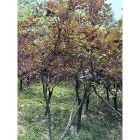 紫叶稠李 抗旱耐寒易成活 紫叶稠李树苗 城市街道两侧绿化行道树