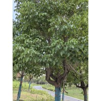 白蜡 20公分园林观赏风景白蜡树 道路景观行道树