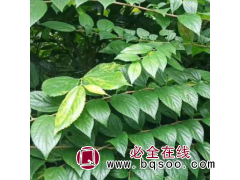 朴树 基地发货 移栽乔木丛生朴树 优良树景观树图1