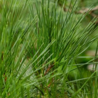 油松 胸径10公分，高1.5米 批发基地 树形美观 无病虫害