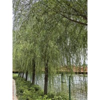 速生柳 出售柳树-苗木供应-枝叶繁盛-多种规格-品种优良