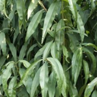 山桃 7公分桃树 景区园林绿化山桃毛桃树 带土发货根系保留完整易成活