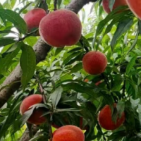 锦绣黄桃/黄桃 桃树苗批发 专业培育基地 提供技术指导