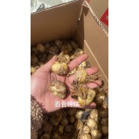 百合花球 百合花杯苗 百合花销售时令草花昊诚宿根花卉种植基地