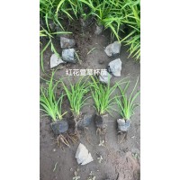 红花萱草杯苗 萱草苗 时令草花 耐寒花卉昊诚宿根花卉种植基地