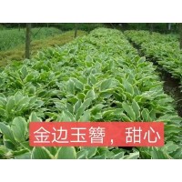 玉簪 花叶玉簪 银边玉簪 金边玉簪基地供应 室外花园彩叶植物 粗放管理 承接绿化工程