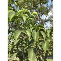 白蜡 15-20公分速生 白蜡 庭院观赏对节白蜡树 白蜡行道树