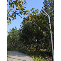 梧桐苗/梧桐树 法国梧桐 二球悬铃木15-20公分法桐 行道观赏树种