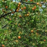 杏苗 嫁接杏苗 吊干杏地栽果树苗 当年结果南方北方种植 珍珠油杏树苗