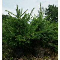 建三江云杉/云杉 密枝红皮云杉树苗 抗旱耐寒 常绿乔木 绿化专用观赏价值高树种