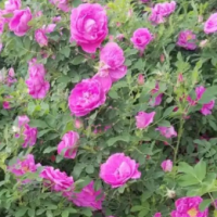 冷香玫瑰 苗圃出售四季玫瑰 花量大道路园林绿化观赏花卉花镜切花材料